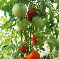 Купить семена Томат Яблочный липецкий