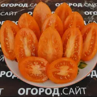 Купить семена Томат Лисичка