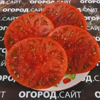 Купить семена Томат Гном Махагони