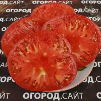 Купить семена томат Мечта Тарасенко