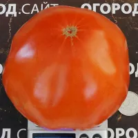 Купить семена Томат Мега Марв (Mega Marv)