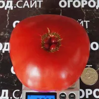 Купить Томат Минусинский богатырь