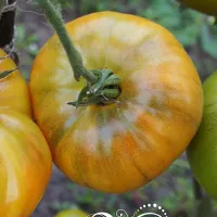 Купить семена Томат Мясной завтрак