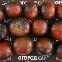 Купить семена Томат Восставший Звездный Истребитель Прайм плоскоокруглый