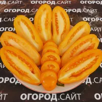 Купить семена Томат Пальмира