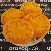 Купить семена Томат Персики и крем