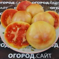 Купить семена Томат Подарок Осени