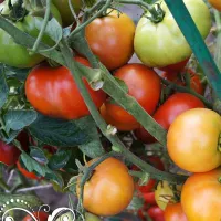 Купить семена Томат Подарок Осени