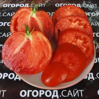 Купить семена Томат Подсинская Лиана