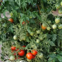 Купить семена Томат Поцелуй герани