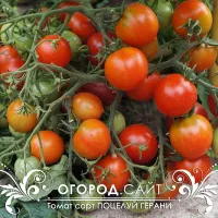 Купить семена Томат Поцелуй герани