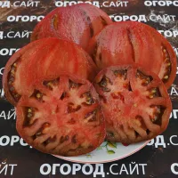 Купить семена Томат Гном Пурпурное сердце