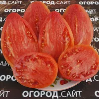 Купить семена Томат Рабочий выпуск пасты