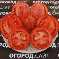 Купить семена Томат Рая