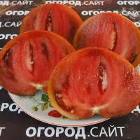 Купить семена Томат Рубиновый Сюрприз