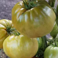 Купить семена Томат Рубиновый Сюрприз