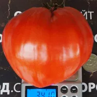 Купить семена Томат Сердце Венето