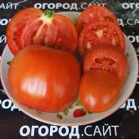 Купить семена Томат Персик Шахерезада