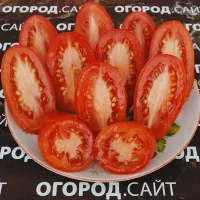 Купить семена Томат Щедрая сливка Тарасенко