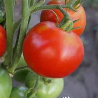 Купить семена Томат Штраух