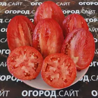 Купить семена Томат Минусинские Солдатово