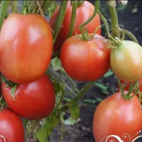 Купить семена Томат Минусинские Солдатово