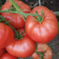 Купить семена Томат Сызранка