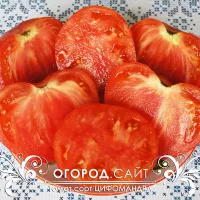 Купить семена Томат Цифомандра