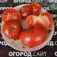 Купить семена Томат Убеждение