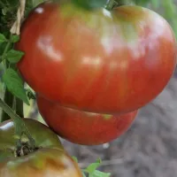Купить семена Томат Углерод