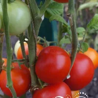 Купить семена Томат Уникальный Кульчицкого