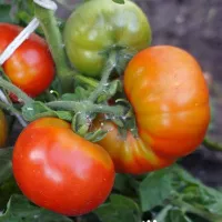 Купить семена Томат Японский карлик