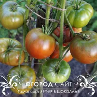 Купить семена Томат Зефир в шоколаде