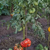 Купить семена Томат Аккордеон