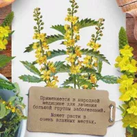 Купить семена репешка