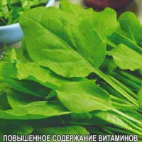 Купить семена Салат Цикорий Сахарные Листочки