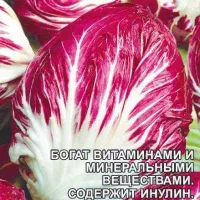 Купить семена Салат Цикорий Витаминный коктейль