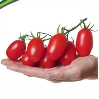 Купить семена Томат Альфонс