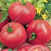 Купить семена Томат Андромеда Розовая F1