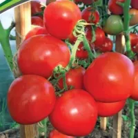 Купить семена Томат Антюфей