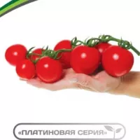 Купить семена Томат Барух