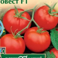 Купить семена Томат Благовест F1