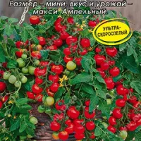 Купить семена Томат Божья коровка