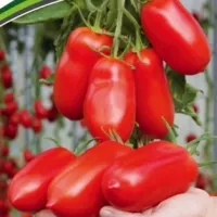 Купить семена Томат Царское искушение