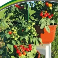 Купить семена Томат Каменный цветок