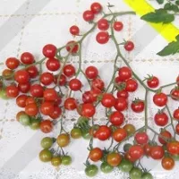 Купить семена Томат Сладкий миллион