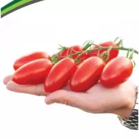 Купить семена Томат Джек Пот F1