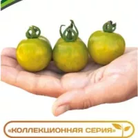 Купить семена Томат Доктор Фростед