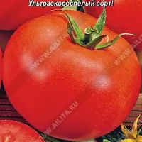 Купить семена Томат Дубок