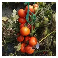 Купить семена Томат Джина ТСТ